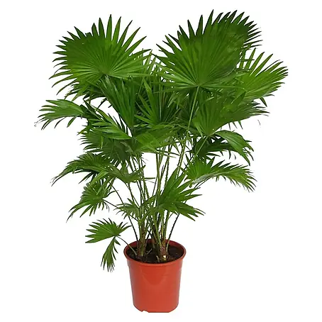 Piardino  Planta perenne Palmera Livistonia