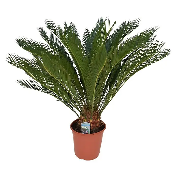Planta perenne Palmera Cyca - Cycas revoluta Thunb, Tamaño de maceta: 110 cm - Una Cycas revoluta en maceta marrón, conocida por su atractivo aspecto y fácil cuidado. Perfecto para espacios interiores.