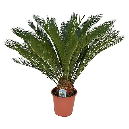 Planta perenne Palmera Cyca