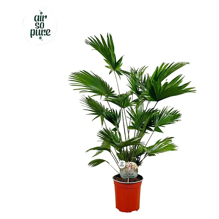 Piardino Planta perenne Palmera Livistonia - Livistona chinensis, Tamaño de maceta: 100 cm - Palmera de abanico de interior en maceta roja, con el sello "Air So Pure", célebre por sus cualidades purificadoras del aire.