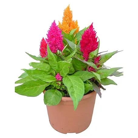 Celosia argentea plumosa