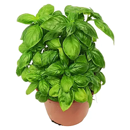 Piardino  Albahaca