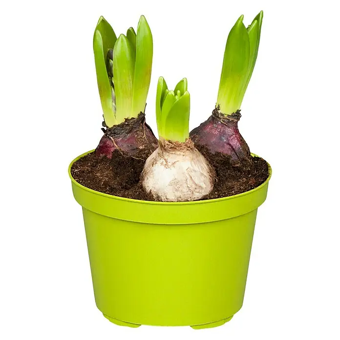 Piardino Frühlingsblumenzwiebeln Hyazinthen Trio - Hyacinthus orientalis - Schöne Hyazinthenzwiebeln in einem hellgrünen Topf mit frischer Erde. Ideal für den Frühling und zur Dekoration des Hauses.
