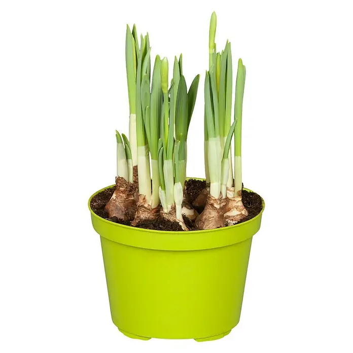 Piardino Frühlingsblumenzwiebeln Narzisse - Narcissus pseudonarcissus - Frische Narzissenzwiebeln in einem hellgrünen Topf, bereit, den Frühling ins Haus zu bringen. Ideal für Fensterbank oder Tischdeko.