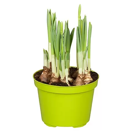Piardino  Frühlingsblumenzwiebeln Narzisse