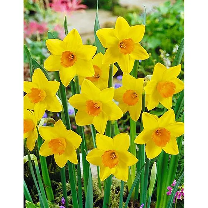 Piardino Frühlingsblumenzwiebeln Narzisse 'Akita'Narcissus Akita - Nahaufnahme einer Gruppe gelber Narzissen mit orangefarbenen Trompeten vor einem verschwommenen grünen Hintergrund.