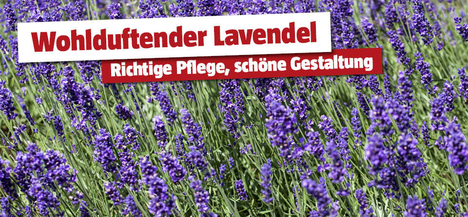Lavendel