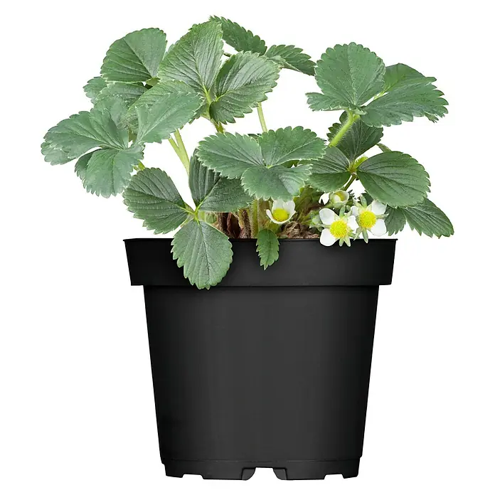 Piardino Erdbeere - Fragaria x ananassa 'Lambada'® - Eine Topf-Erdbeerpflanze mit grünen Blättern und zarten weißen Blüten, die in einem schwarzen Topf sitzt und bereit ist, Ihren Garten zu verschönern.
