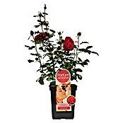 Parfum de Nature Edelrose Duftfestival (Rosa Hybrid, Topfgröße: 5 l, Blütenfarbe: Rot)