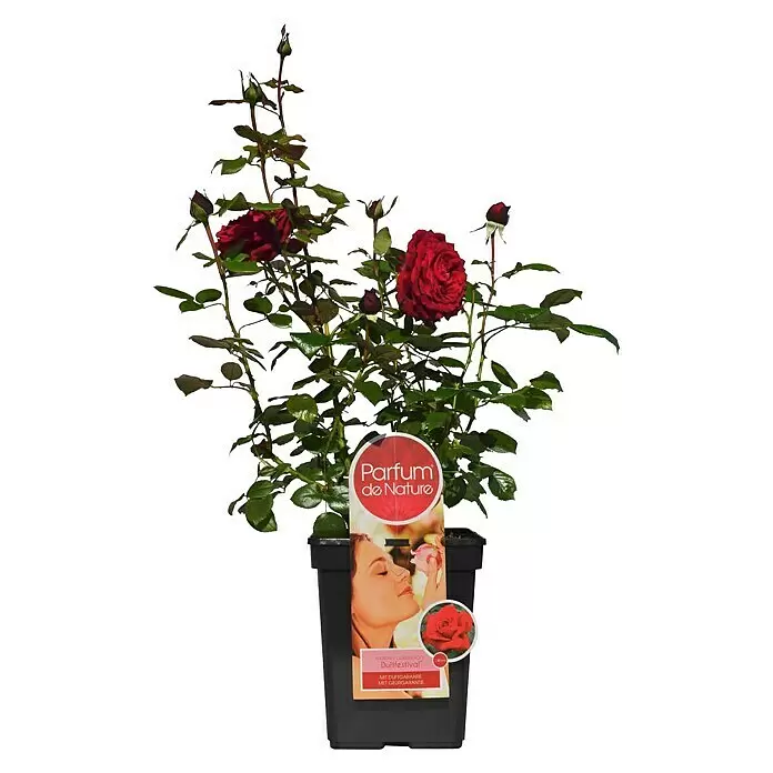 Piardino Edelrose Duftfestival - Rosa Hybride, Blütenfarbe: Rot - Vorderansicht