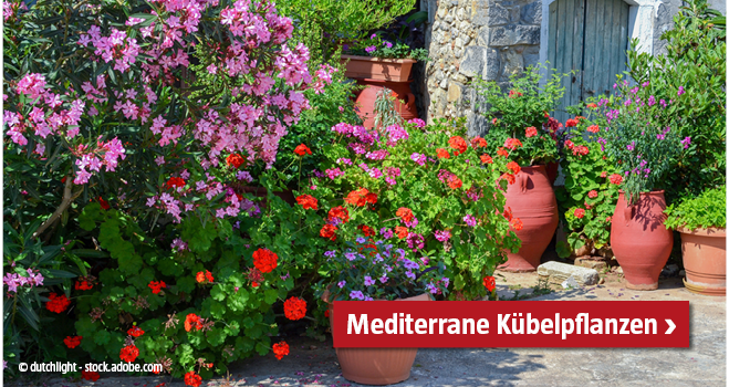 Mediterrane Kübelpflanzen