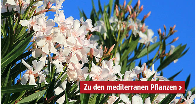Mediterrane Pflanzen