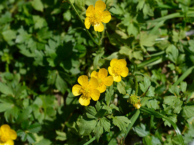 Kriechendes Unkraut mit gelben Blüten