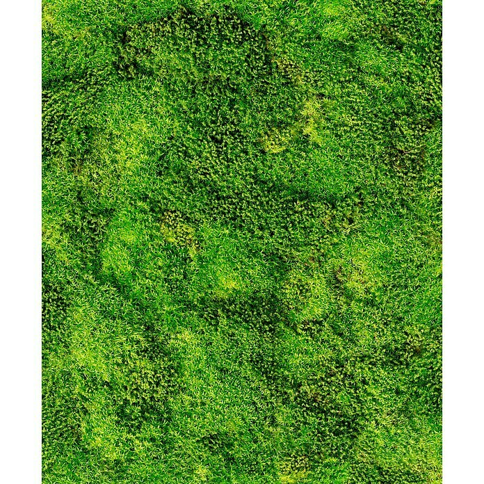 Marburg Struktura Vliestapete Moosoptik (Grün, Floral, 10,05 x 0,53 m)