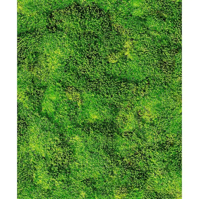 Marburg Struktura Vliestapete Moosoptik - Grün, Floral, 10,05 x 0,53 m - Nahaufnahme von sattem, grünen Moos, das eine dichte, teppichartige Oberfläche bildet. Perfekt für naturnahe Texturen und Hintergründe.