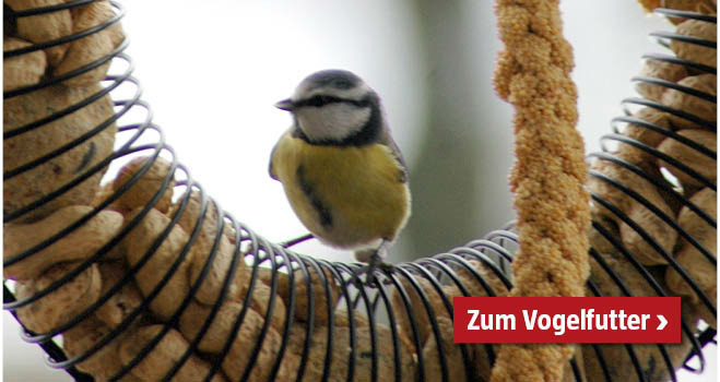 Vogelfutter
