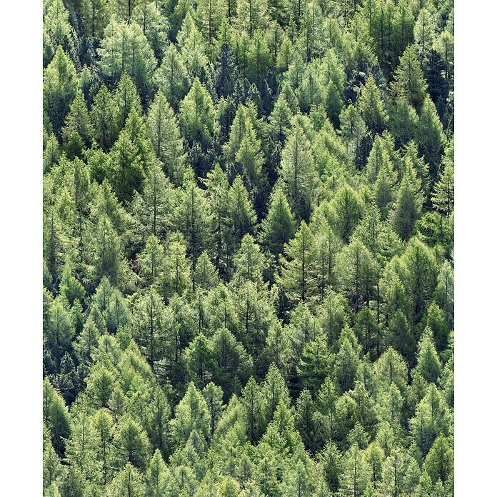 Marburg Struktura Vliestapete Nadelwald (Grün, Floral, 10,05 x 0,53 m)
