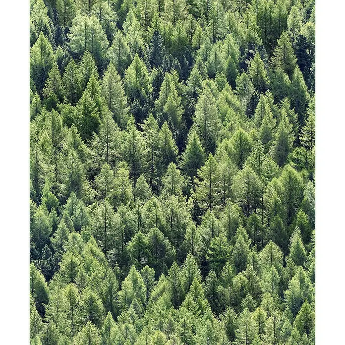 Marburg Struktura Vliestapete Nadelwald - Grün, Floral, 10,05 x 0,53 m - Dichtes Muster grüner Nadelbäume, das ein ruhiges, natürliches Waldgefühl vermittelt.