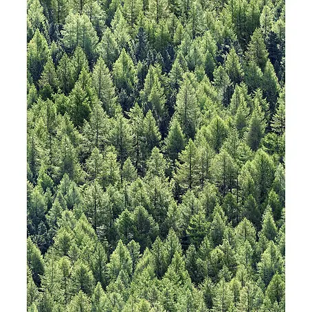 Marburg Struktura Vliestapete Nadelwald
