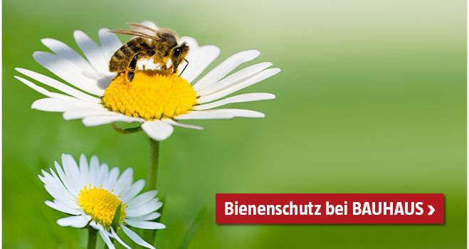 Zukunft Biene