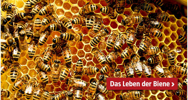 Leben der Biene