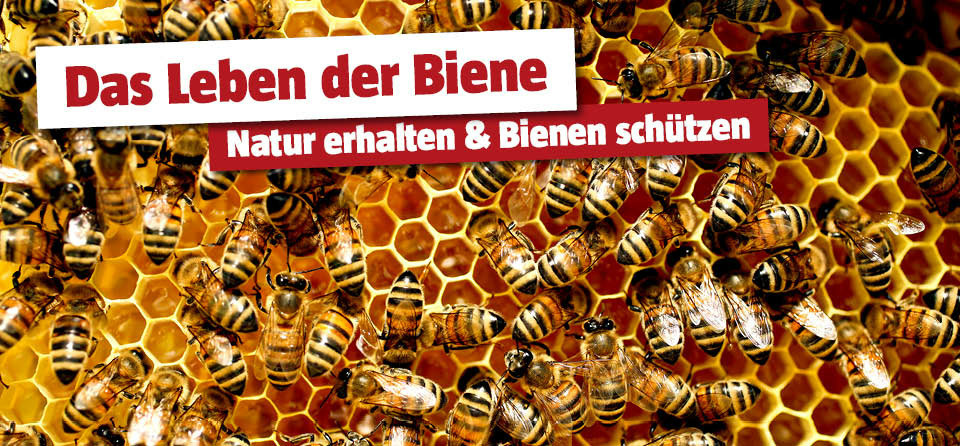 Leben der Biene