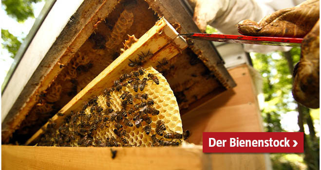 Bienenstock