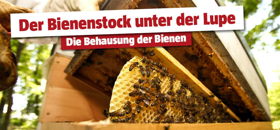 Bienenstock