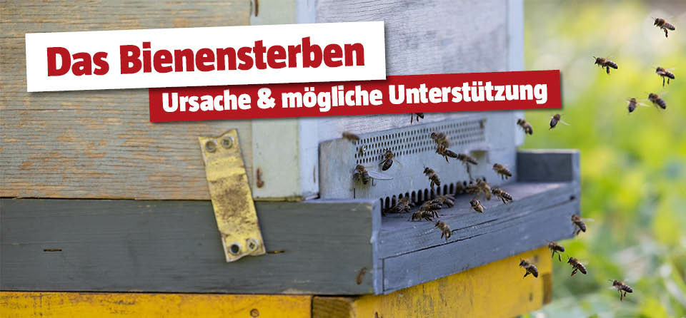 Bienensterben