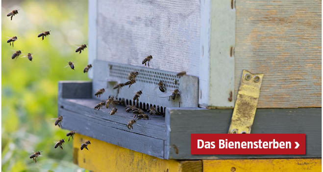 Bienensterben