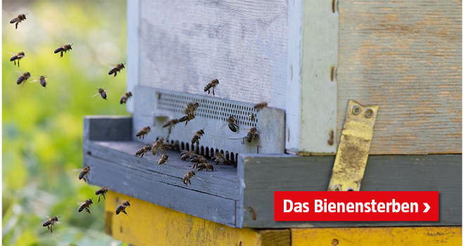 Bienensterben