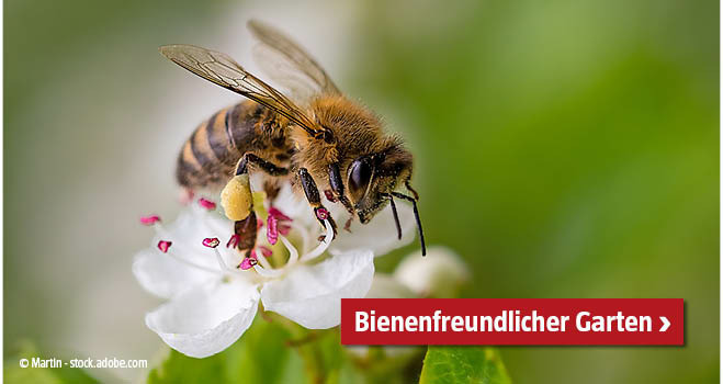 Bienenfreundlicher Garten