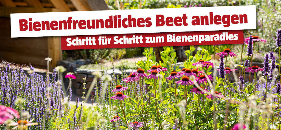 Staudenbeet Bienen