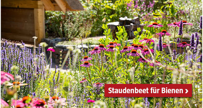 Staudenbeet Bienen