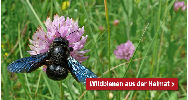 Wildbienen