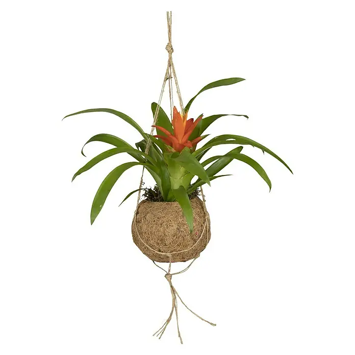 Piardino Bromelie in Kokodama - Bromelia, Topfgröße: 12 cm - Bromelie als Hängepflanze im Kokosnusstopf mit Aufhängeschnur. Elegante Dekoration für Innenräume mit natürlichem Flair.