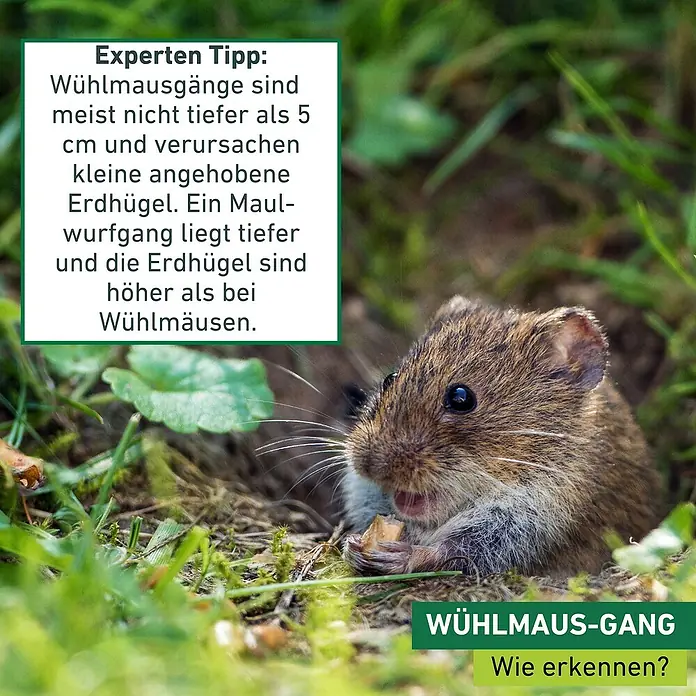 Windhager Zubehör-Set für Wühlmausfallen - 2 -tlg., Metall, Verzinkt - Ein süßer Moment: Nahaufnahme einer niedlichen Wühlmaus, die genüsslich an einem Stück Futter knabbert.