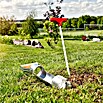 Windhager Wühlmausfalle (Unterirdische Falle)