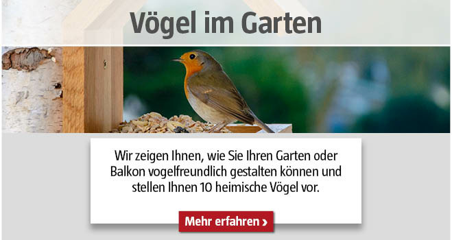 Vögel im Garten