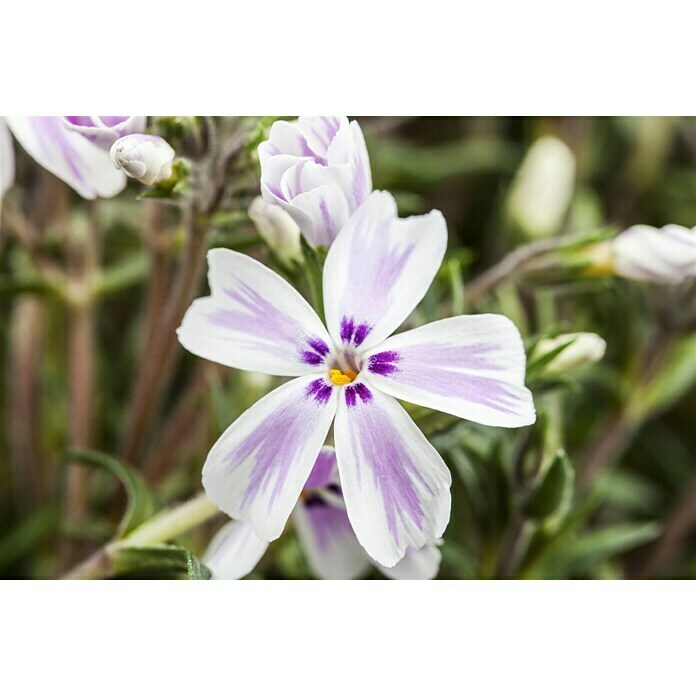 Piardino Staude Polster-Flammenblume (Phlox subulata, Topfgröße: 13 cm, Rot/Rosa/Weiß) | BAUHAUS