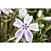 Piardino Staude Polster-Flammenblume (Phlox subulata, Topfgröße: 13 cm, Rot/Rosa/Weiß) | BAUHAUS