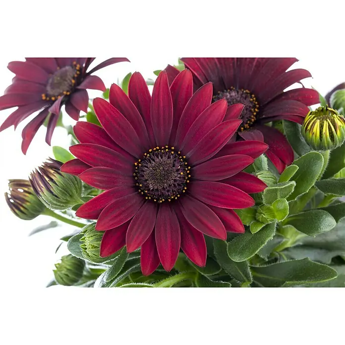 Piardino Kapkörbchen - Osteospermum ecklonis, Topfgröße: 14 cm, Sortenabhängig - Nahaufnahme einer Osteospermum-Pflanze mit tiefroten Blütenblättern und gelben Akzenten, umgeben von grünen Blättern und Knospen.