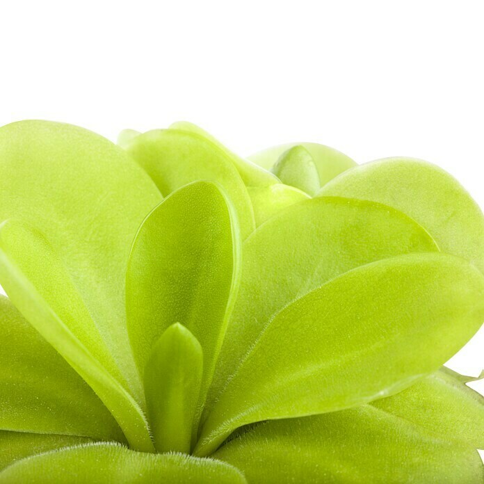 Piardino Gewöhnliches FettkrautPinguicula agnata, Topfgröße: 9 cm Detail Shot