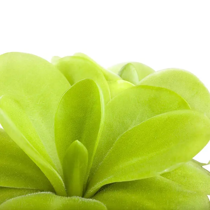 Piardino Gewöhnliches Fettkraut - Pinguicula agnata, Topfgröße: 9 cm - Nahaufnahme einer grünen Fettkraut Pflanze mit glatten, fleischigen Blättern, die in einer Rosette angeordnet sind. Ideal für Insektenliebhaber.