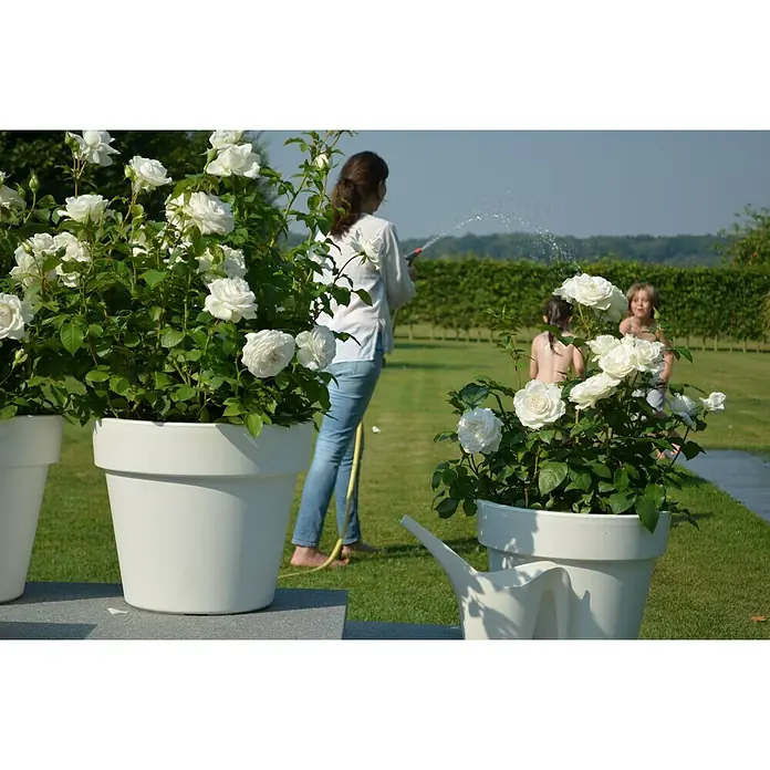 Piardino Edelrose Annapurna - Rosa Hybride, Blütenfarbe: Weiß - Topfpflanzen mit weißen Rosen im Garten, während eine Frau sie gießt und Kinder spielen.