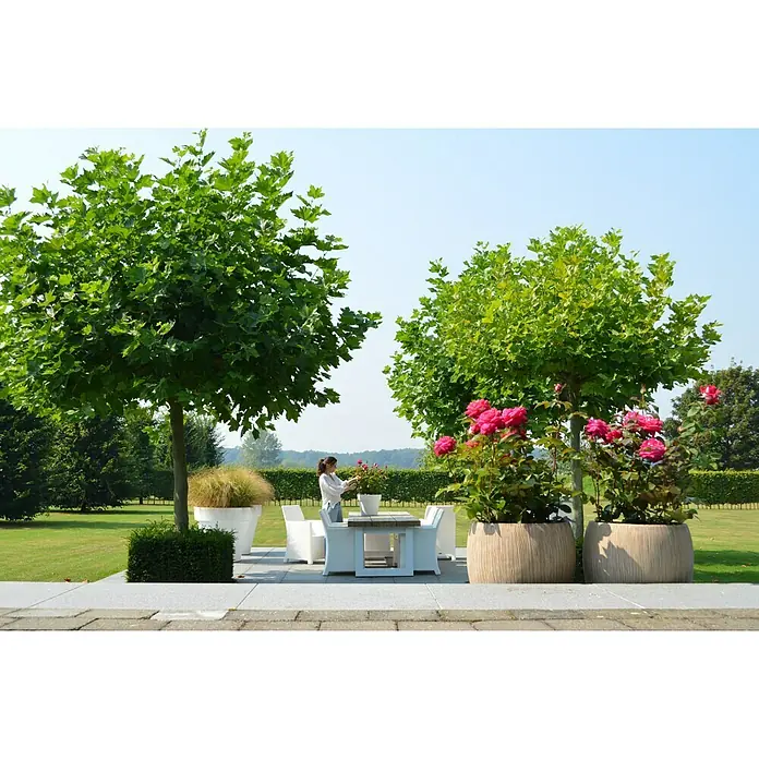 Piardino Edelrose Acapella - Rosa Hybride, Blütenfarbe: Silber/Kirschrot - Exklusiver Garten mit stilvollem Gartentisch und üppigen Pflanzgefäßen unter schattigen Bäumen.