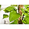 Piardino Efeutute (Epipremnum aureum, Topfgröße: 17 cm, Gelb/Grün)