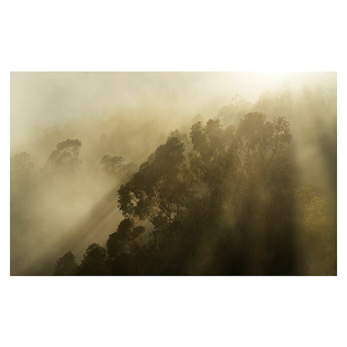 Komar Pure 2 Fototapete Foggy Sunshine (B x H: 400 x 250 cm, Vlies) | BAUHAUS