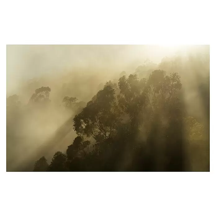 Komar Pure 2 Fototapete Foggy Sunshine - B x H: 400 x 250 cm, Vlies - Nebliger Wald mit Bäumen und Sonnenstrahlen, die den Nebel durchbrechen.