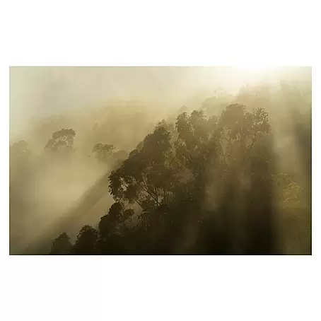Komar Pure 2 Fototapete Foggy Sunshine